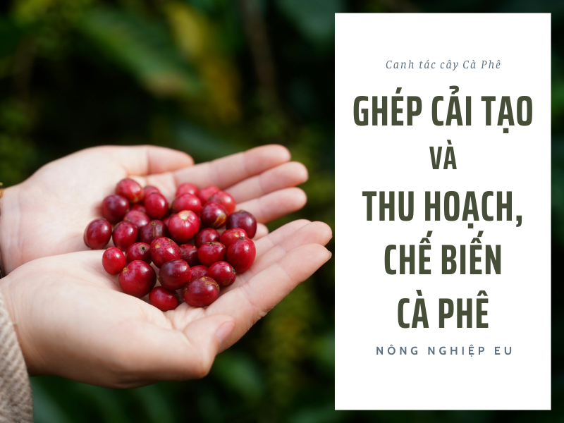 Ghép Cải Tạo & Thu Hoạch, Chế biến Cà Phê