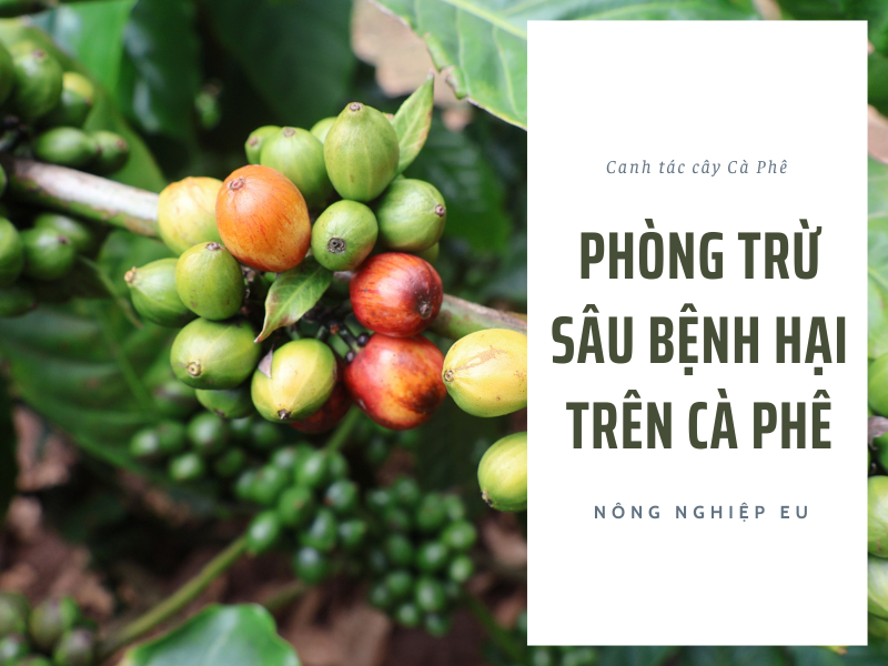 Phòng Trừ Sâu Bệnh Hại Trên Cây Cà Phê