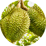 CÂY ĂN QUẢ