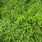 CÂY DƯỢC LIỆU