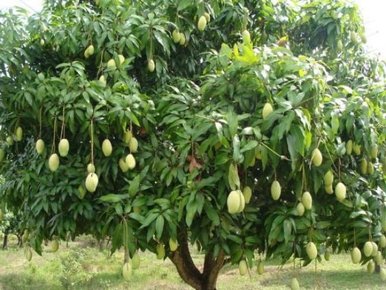 Nhóm sản phẩm chuyên cây xoài